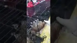 Клетка номер 6 лео
