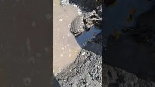 Вот это Рак) 