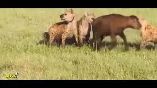 Most Amazing Wild Animal Fights HD - Gorilla vs Bear, Lion, Buffalo, Big Baboon, Hyena