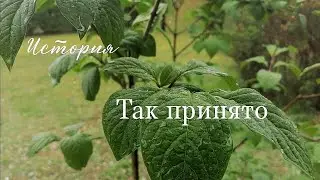 История. Вежливость или правда