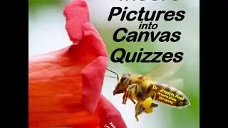 How to Insert Picture / Image into Canvas Quizzes