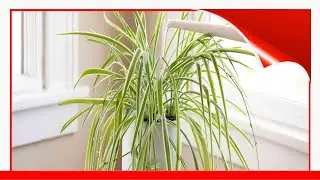 6 Common Causes For Yellowing Leaves On Houseplants 🛋️
