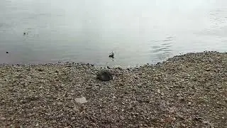 Травмированная чайка