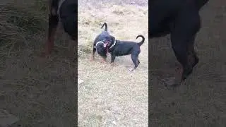 Rottweiler real fight