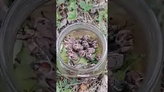 Майский жук для рыбалки