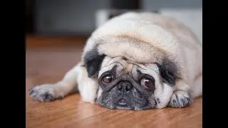 7 DOG BREEDS THAT FART TO MUCH!