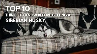 Top 10 things you need to know before getting a Siberian Husky | Siberian Husky 101 #husky