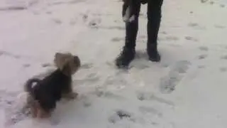 Fibi happy winter dog