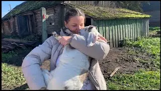 Дарить подарки очень приятно!  Яма для кроликов, первая неделя. Гуси привыкают к новому дому.