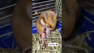 Dance! Ком танцен их виль нихт👍👍👍
