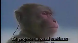 monkey with guts theme but it's lofi remix