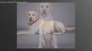 Studio Dog Photoshoot with a Labrador called Clifford