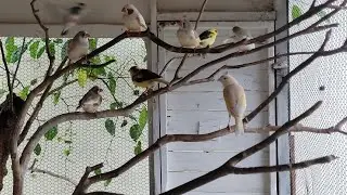 Veja como estão nossos pássaros!