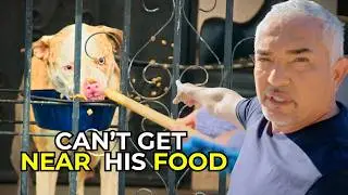 How Cesar Millan Stops a Guard Dog From Attacking His Family | Better Human Better Dog – S 2 - Ep 2