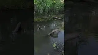 Muita ação e pouco peixe