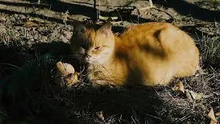 Октябрьские зарисовки