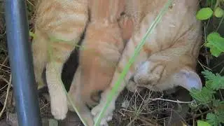 Cheeto and her 4 Kittens Day 7 Part 3 #tvvc #cat #kitty #cute #cutecat #cutekitty #cheeto #wildlife