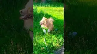 Наши питомцы 🥰😅😌#настядоронина #домашниеживотные #домашнийзоопарк #многоживотныхвквартире