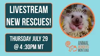 Animal Wonders July Livestream!