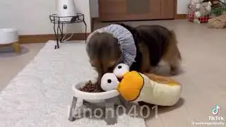 Most Lovable Dogs Ever