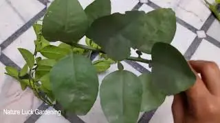 How to Identify a Lemon Tree | What do lemon leaves look like | Recognizing Citrus Trees