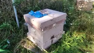 Поздний облет осенью и ранний облет весной,  как помочь пчелкам