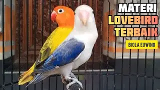 Lovebird Biola Euwing Gold x Lovebird Biola Euwing Vio Materi Ternak Lb Pemula Terbaik Saat Ini