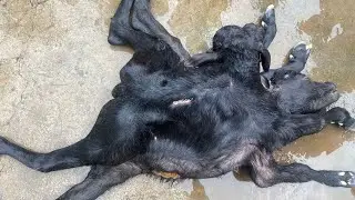 Dystocia l difficulty in birth l kathin prasav l uterine torsion l dr umar khan