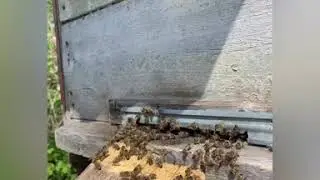 Трудись как пчелка, жаль как 🐝 пчела☺️