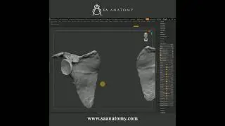 Enhancing Details In ZBrush  - Human Scapula Bone 