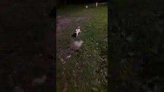 Посчитаем мопсов?))🐶🐶🐶🐶🐶🐶🐶🐶🐶🐶🐶