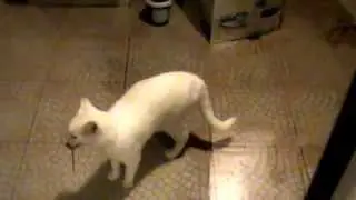 кошки-мышки