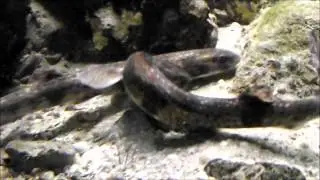 Filmato gattucci deposizione finale.wmv