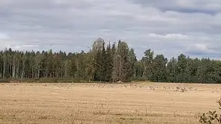 Осень! Журавли улетают!