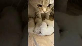 По многочисленным просьбам🙂Еще раз о том, где сейчас остальные котята!)