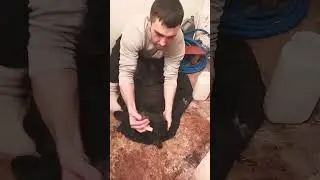 привожу в чувства