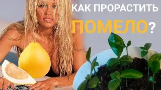 Как вырастить Помело из косточки в домашних условиях?