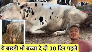 ये बछड़ी भी बच्चा दे दी 10 दिन पहले