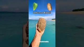 CREDITs - scottsrealityScott 🔥 Did you pass the last one?😳✅ #shorts #beach #question