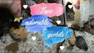 1 minute of two adorable gerbils! | 1 minute of cute ♥