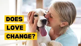 Dog Affection Over Time
