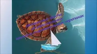 Интересные факты О ЧЕРЕПАХАХ