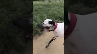 INDIAN bully 🐶✌🏻