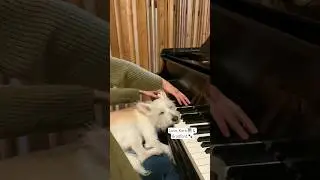 karabaldus.com/shop 🐾 #imagine #donate #rescuedog #piano #soothingsounds