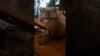 Кот персик