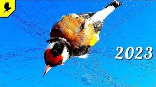 Catching birds in the sunflower field in winter.