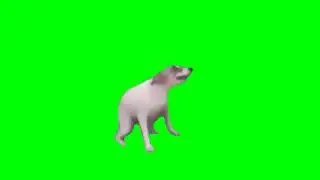 Chien qui dance - fond vert