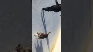 Кто смотрел фильм Хатико?