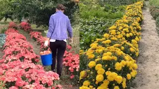 This is beauty in the garden. How to decorate a garden.