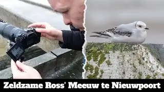 Arne Fotografeert ( Seizoen 3 afl 10 ) Zeldzame Ross' Meeuw in Nieuwpoort